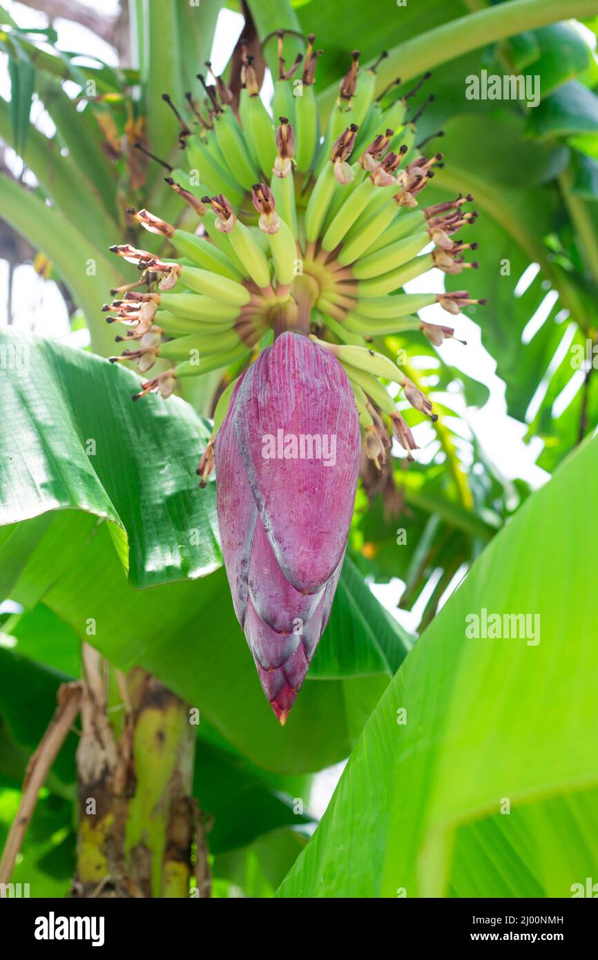 Banana albero con frutta giovane e un grande fiore di borgogna. Vegetazione e maturazione delle banane. Frutta fresca sull'albero. Foto Stock