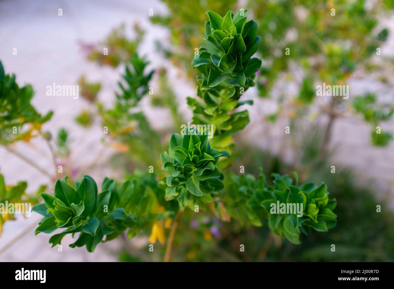 Pianta verde a foglia, fuoco selettivo Foto Stock