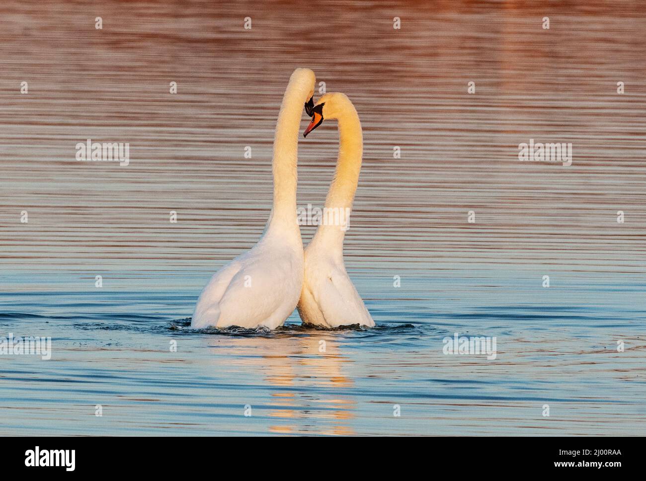 Mute il comportamento di corte del cigno all'alba Foto Stock