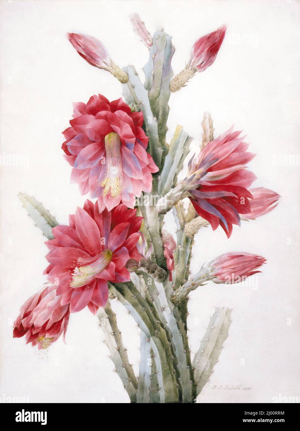 Un Cactus fiorito: Heliocereus speciosus. Pierre-Joseph Redouté (Lussemburgo, Francia attiva, 1759-1840). Francia, 1831. Disegni. Acquerello su vellum Foto Stock