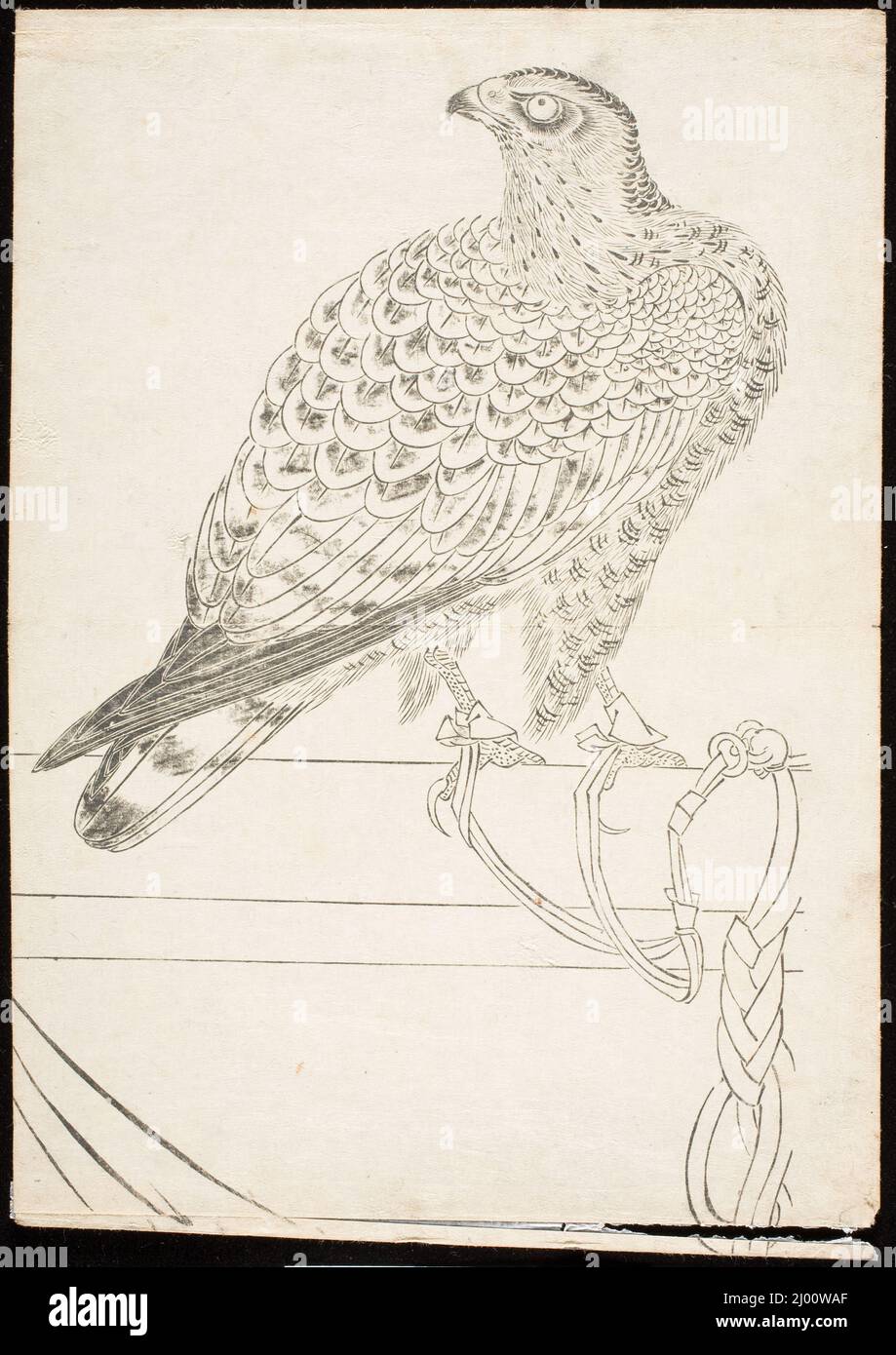 Lotta Hawk. Giappone, inizio 18th secolo. Stampe; blocchi di legno. Stampa in bianco e nero Foto Stock