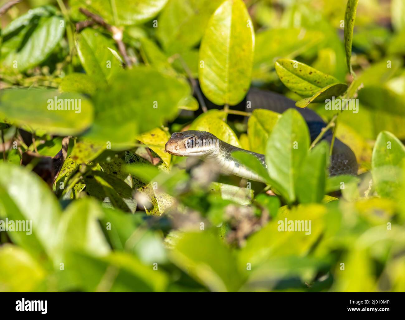 Un serpente nero del corridore scivola attraverso il sottobosco che cerca i roditori ed insetti piccoli per nutrirsi sopra. Foto Stock