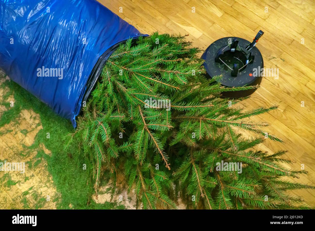 Albero di Natale è pronto per essere smaltiti dopo il nuovo anno. Foto Stock