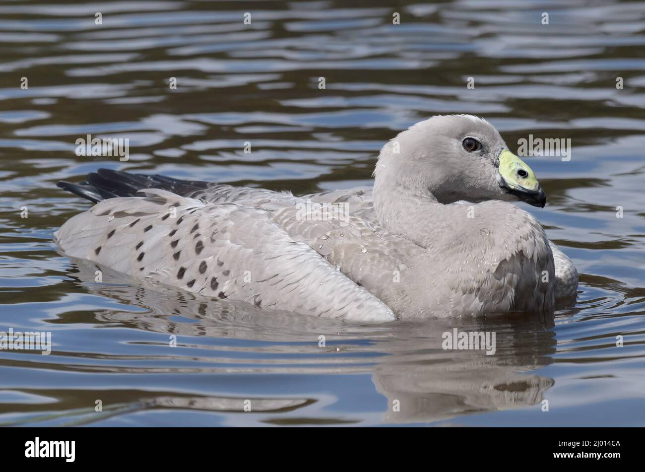 Un Goose Cape Barren che si preda all'acqua Foto Stock