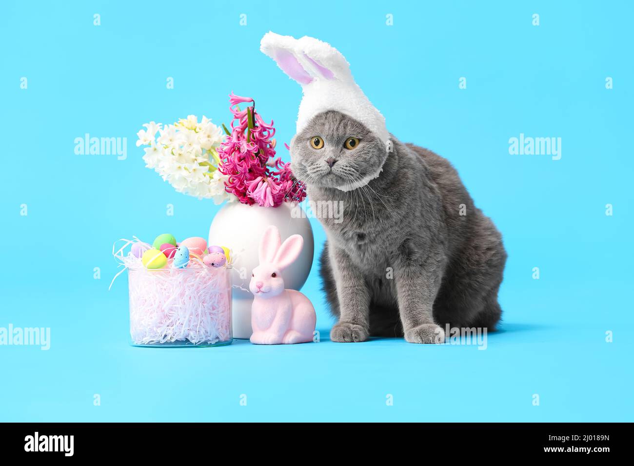 Carino gatto scozzese di Fold con uova di Pasqua, coniglio e fiori su sfondo blu Foto Stock