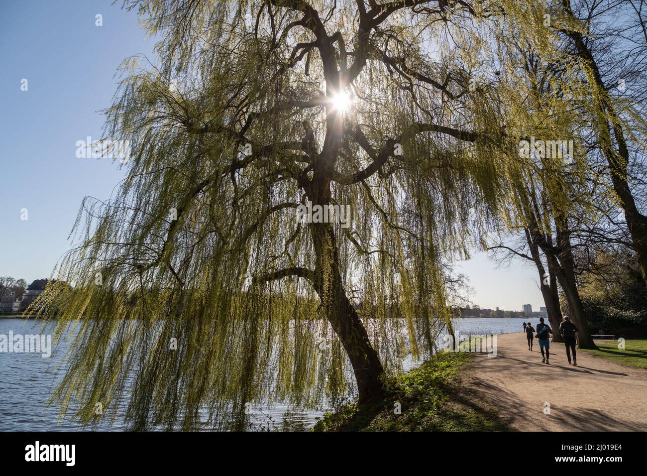 il sole splende attraverso un albero di salice sull'hamburger alster Foto Stock