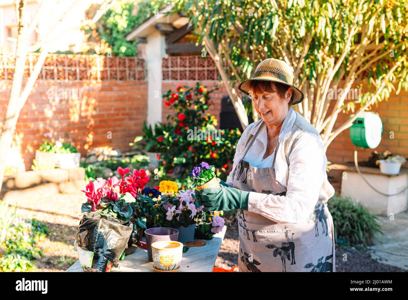 vecchia donna sorridente, trapiantando piante in vaso, nel suo giardino in un giorno di primavera. Foto Stock