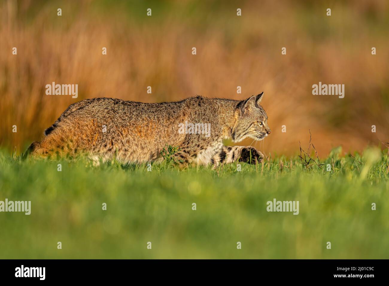 Bobcat Foto Stock