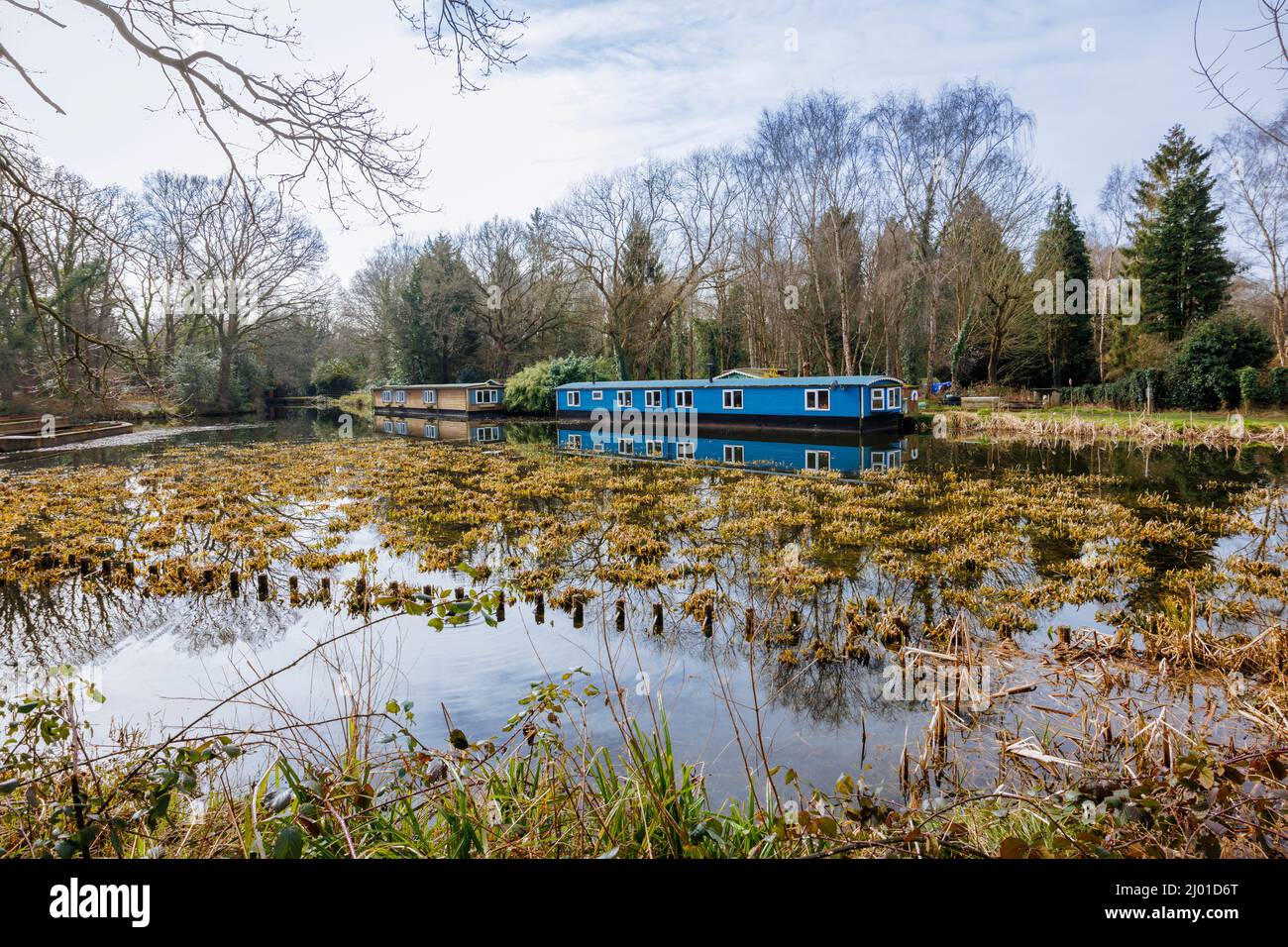 Houseboats ormeggiato sulla riva del canale di Basingstoke nella zona di St John's a Brookwood di Woking, Surrey, Inghilterra sud-orientale Foto Stock