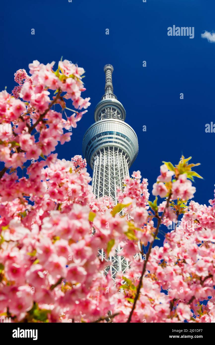 Primavera a Tokyo. Il famoso Tokyo Skytree che torreggia sopra i fiori rosa di ciliegia sakura Foto Stock
