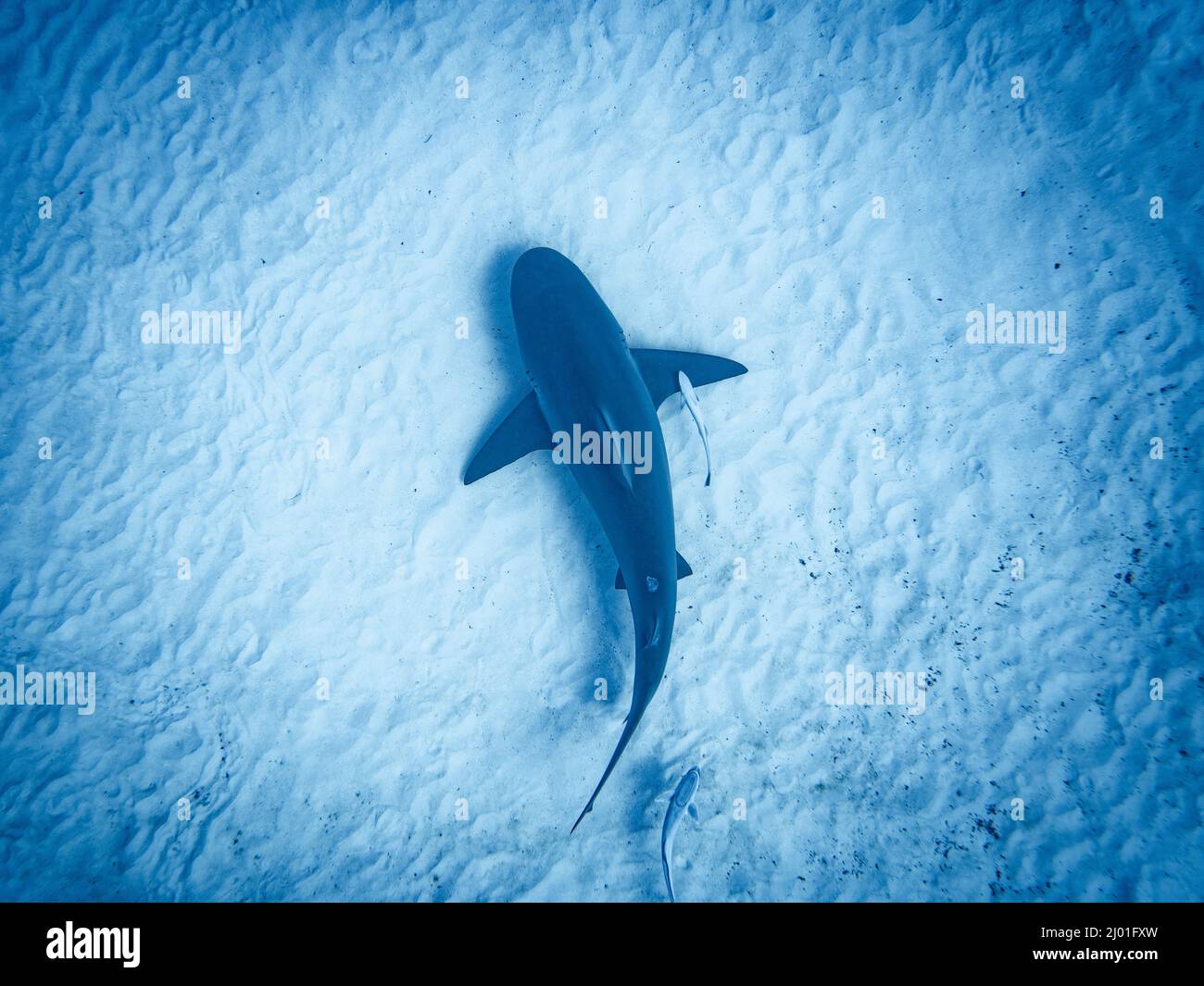 Bullsqualo su un pezzetto di sabbia, visto dall'alto, a Playa del Carmen, Messico Foto Stock