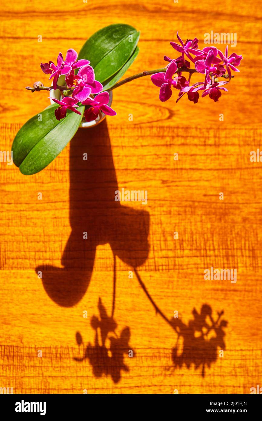 Orchidea rosa su tavola di legno con ombra di vaso e fiori Foto Stock