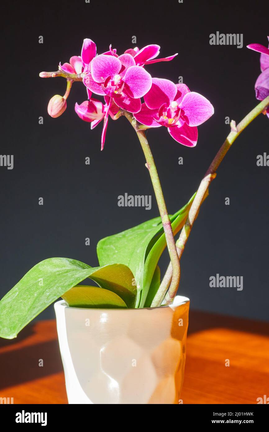 Casa piano orchidea in moderno vaso bianco con petali rosa Foto Stock