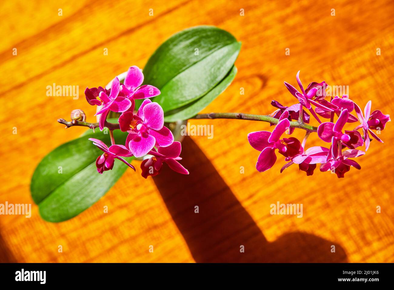 Particolare dall'alto di fiori di orchidea rosa con due grandi foglie verdi Foto Stock