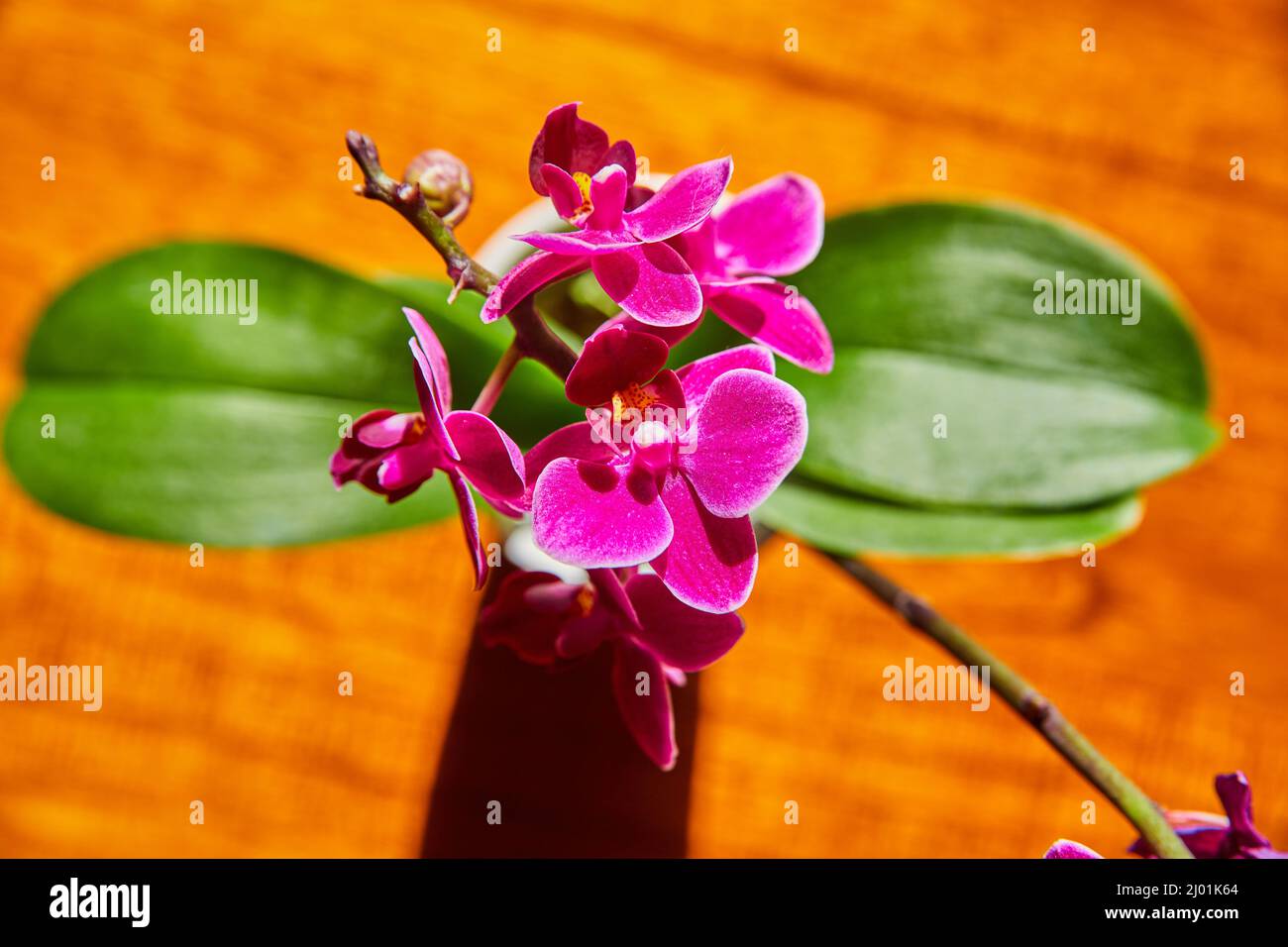 Vista dall'alto di fiori di orchidea rosa con grandi foglie verdi Foto Stock