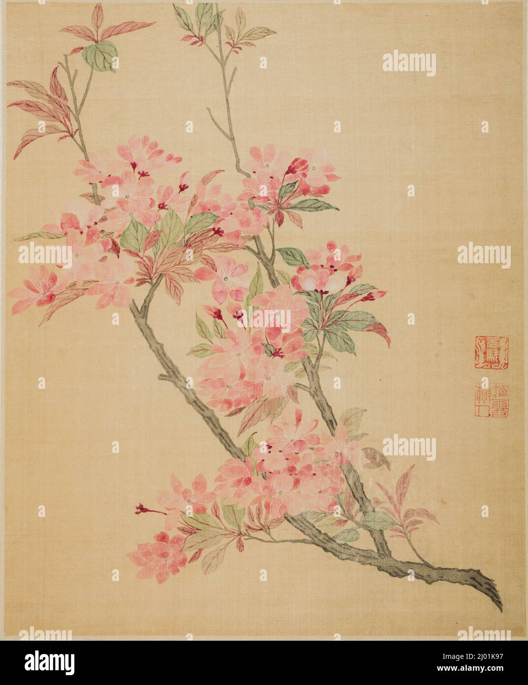 Fiori di granchio. Ma Yuanyu (Cina, 1669-1722). Cina, dinastia Qing, datata 1690. Dipinti. Album a tredici foglie, inchiostro e colore su seta Foto Stock