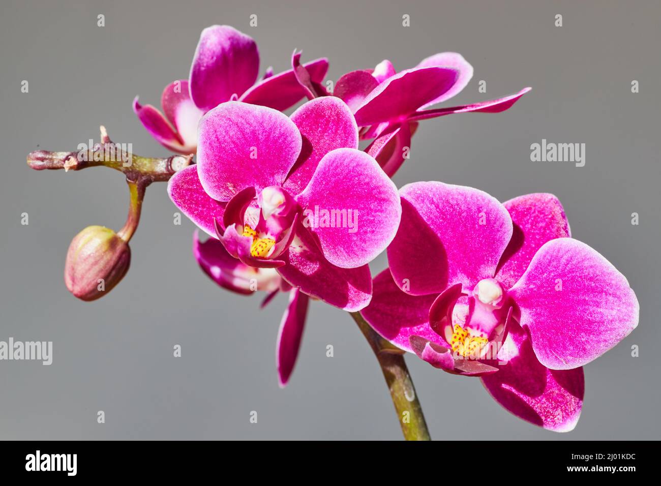 Orchid fiore ramo di rosa e giallo su sfondo grigio chiaro Foto Stock