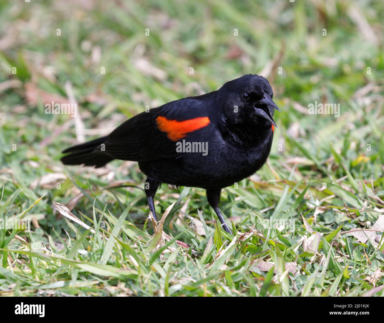 Uccello nero alare rosso adulto maschio cinguettio su erba. Foothills Park, Contea di Santa Clara, California, Stati Uniti. Foto Stock