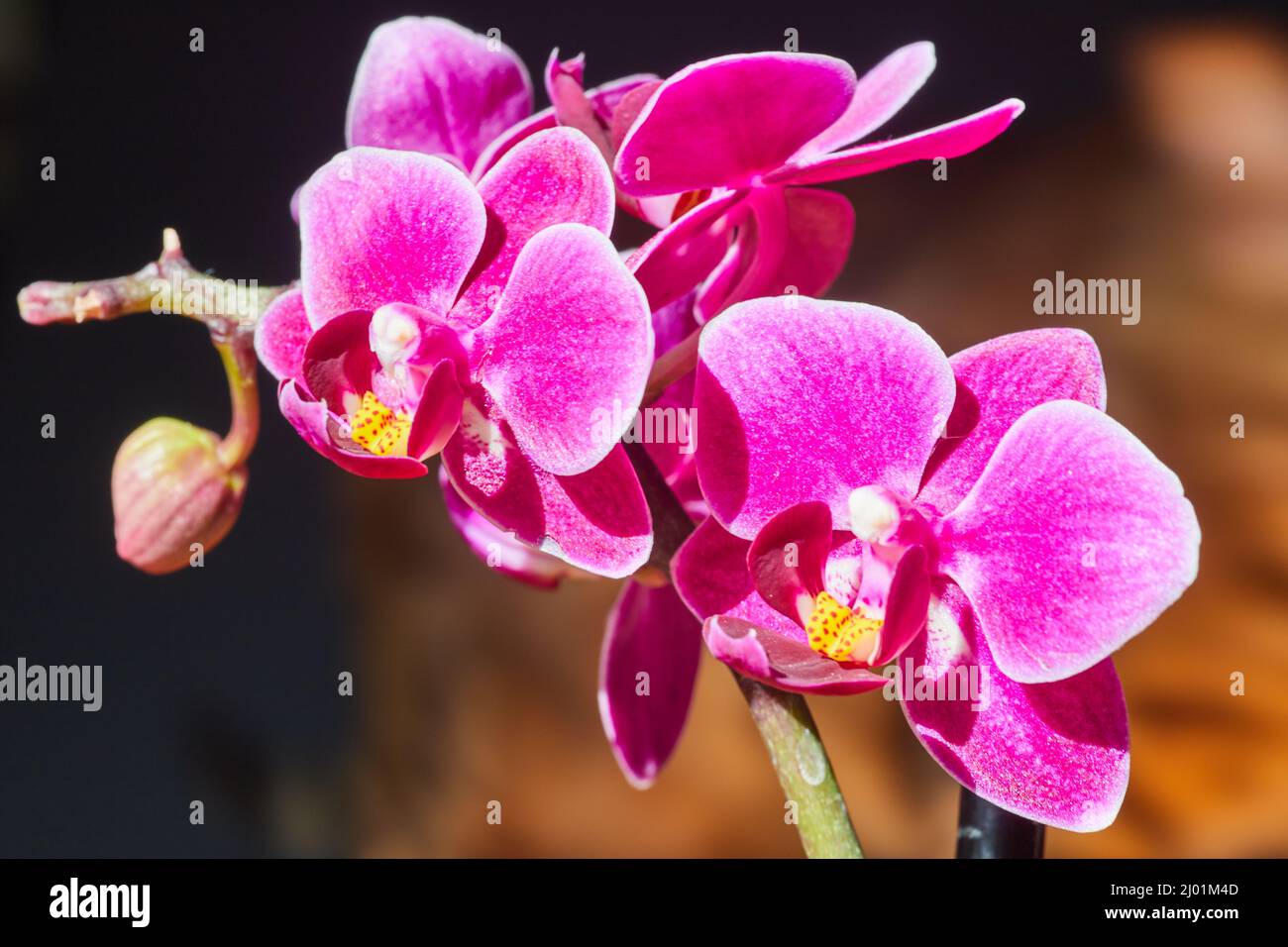 Ramo di orchidee rosa dettaglio con fondo caldo a strisce Foto Stock