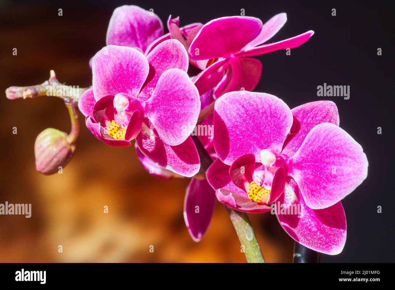 Orchid dettaglio rosa vibrante con sfondo caldo Foto Stock
