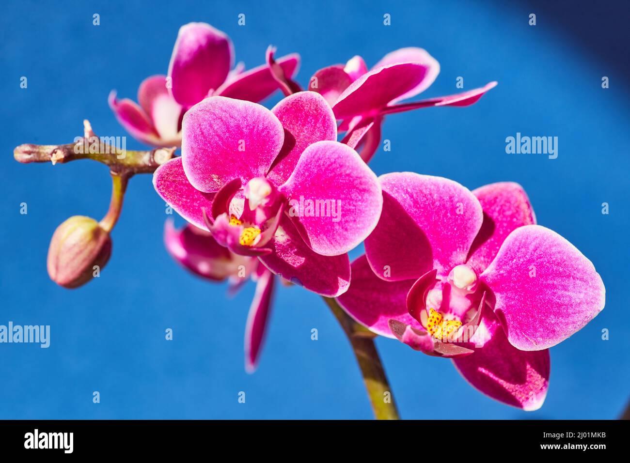 Orchid fiore ramo di rosa e giallo su sfondo blu morbido Foto Stock