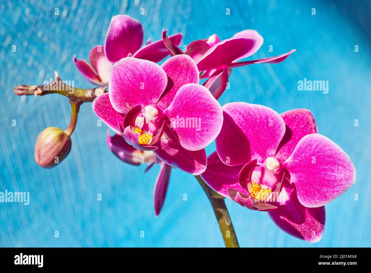 Orchid fiore ramo di rosa e giallo su sfondo blu testurizzato Foto Stock