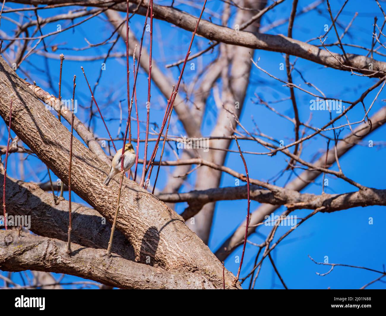 Primo piano di colpo di goldfinch americano che mangia su un albero in Oklahoma Foto Stock