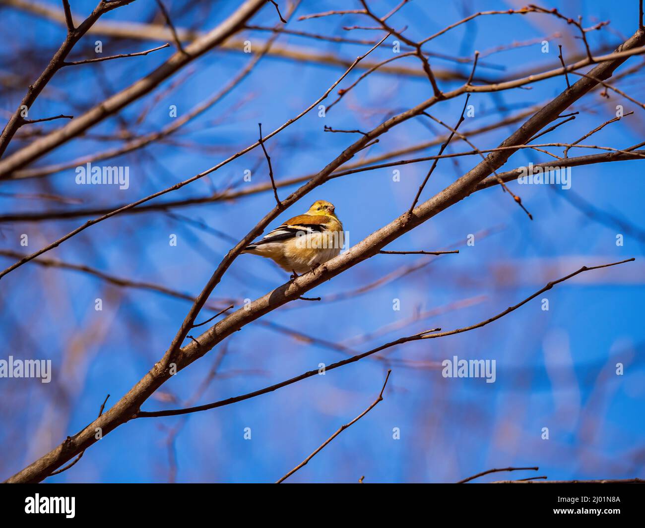 Primo piano di colpo di goldfinch americano che mangia su un albero in Oklahoma Foto Stock