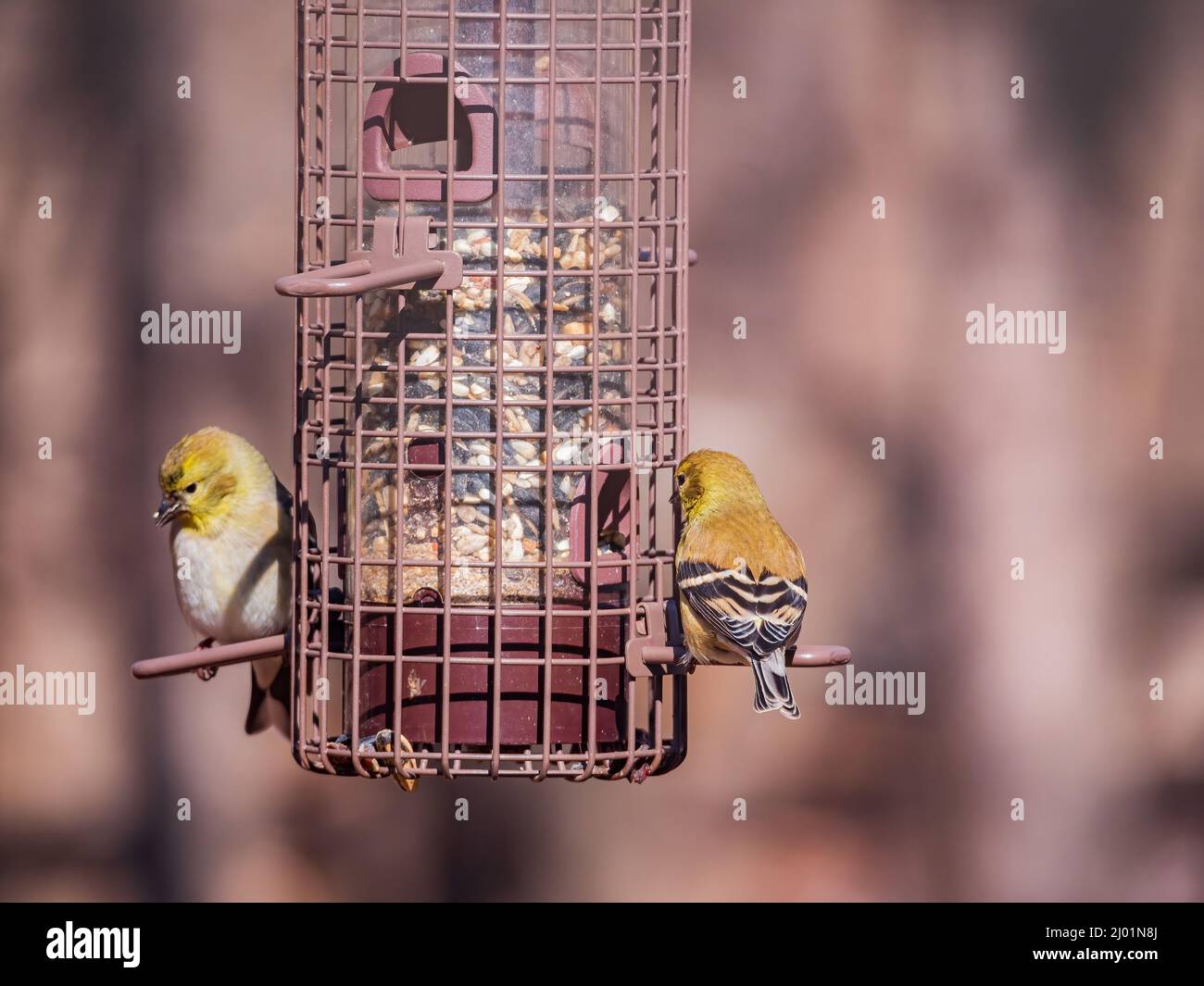 Primo piano di colpo americano goldfinch mangiare su un alimentatore in Oklahoma Foto Stock