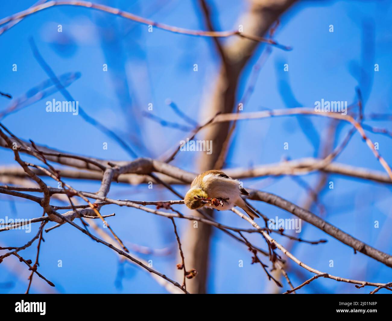 Primo piano di colpo di goldfinch americano che mangia su un albero in Oklahoma Foto Stock