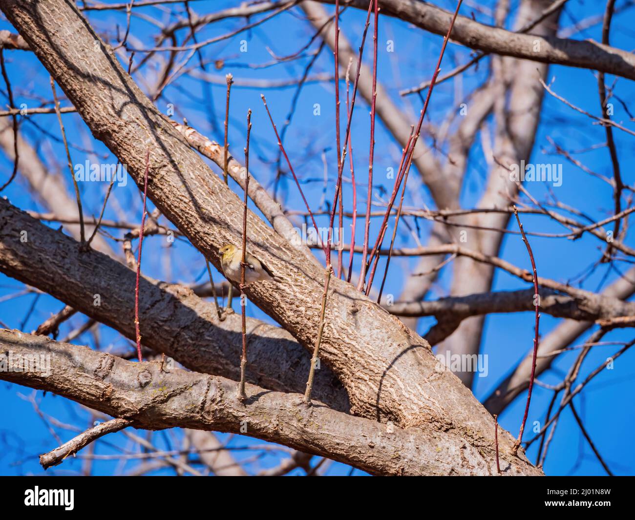 Primo piano di colpo di goldfinch americano che mangia su un albero in Oklahoma Foto Stock