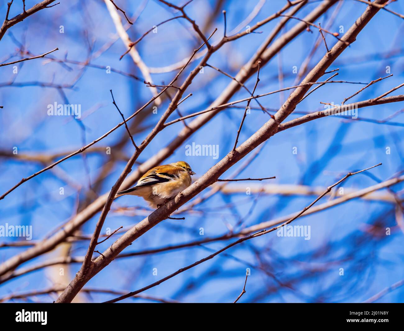 Primo piano di colpo di goldfinch americano che mangia su un albero in Oklahoma Foto Stock