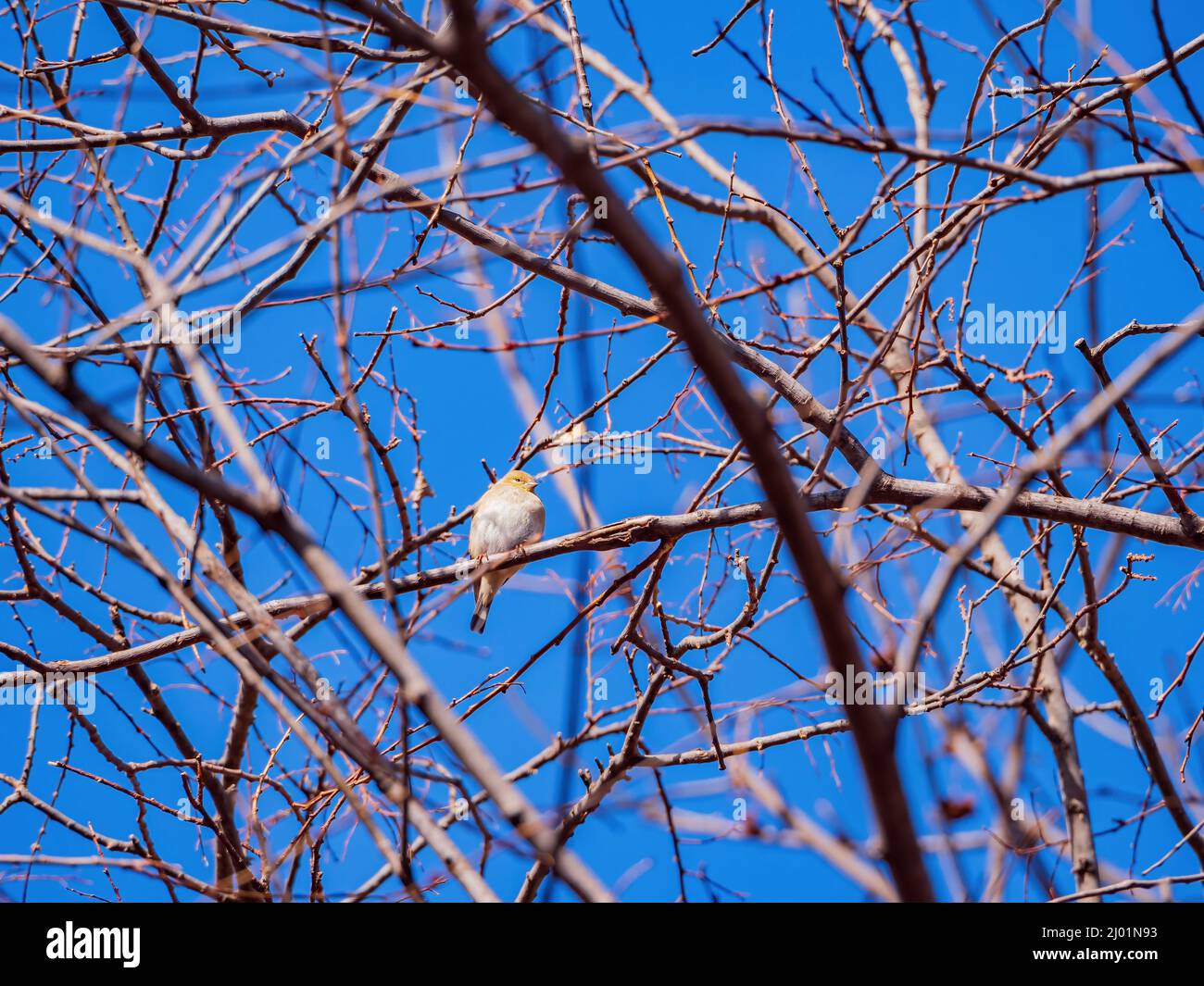 Primo piano di colpo di goldfinch americano che mangia su un albero in Oklahoma Foto Stock