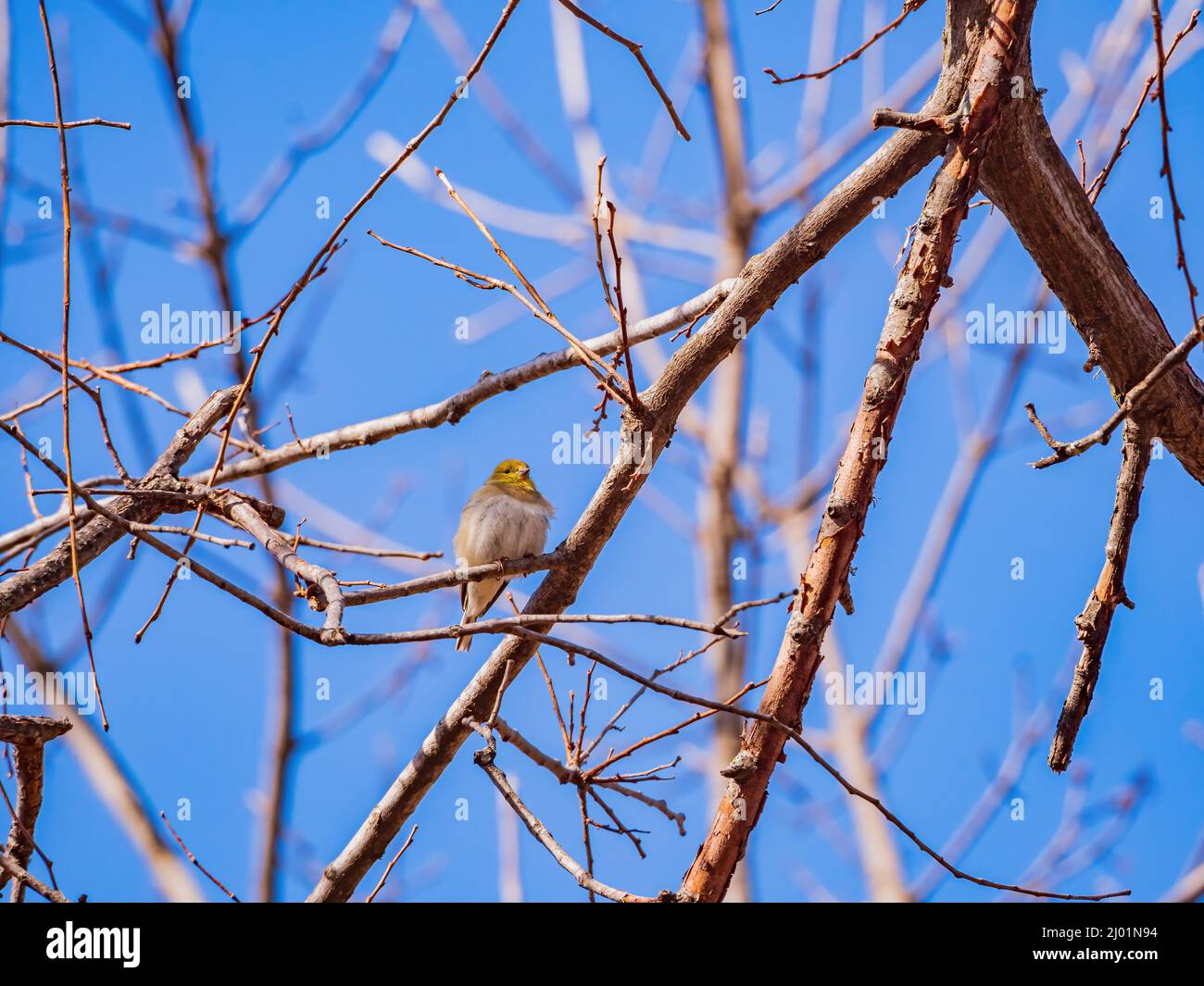 Primo piano di colpo di goldfinch americano che mangia su un albero in Oklahoma Foto Stock