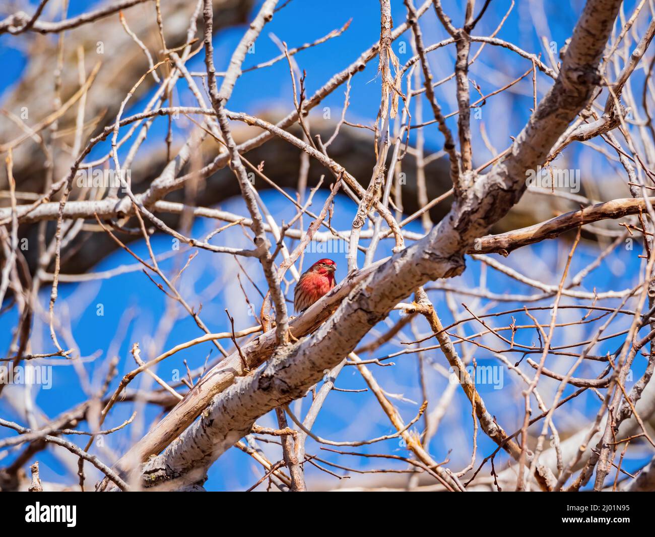 Primo piano di colpo di goldfinch americano che mangia su un albero in Oklahoma Foto Stock