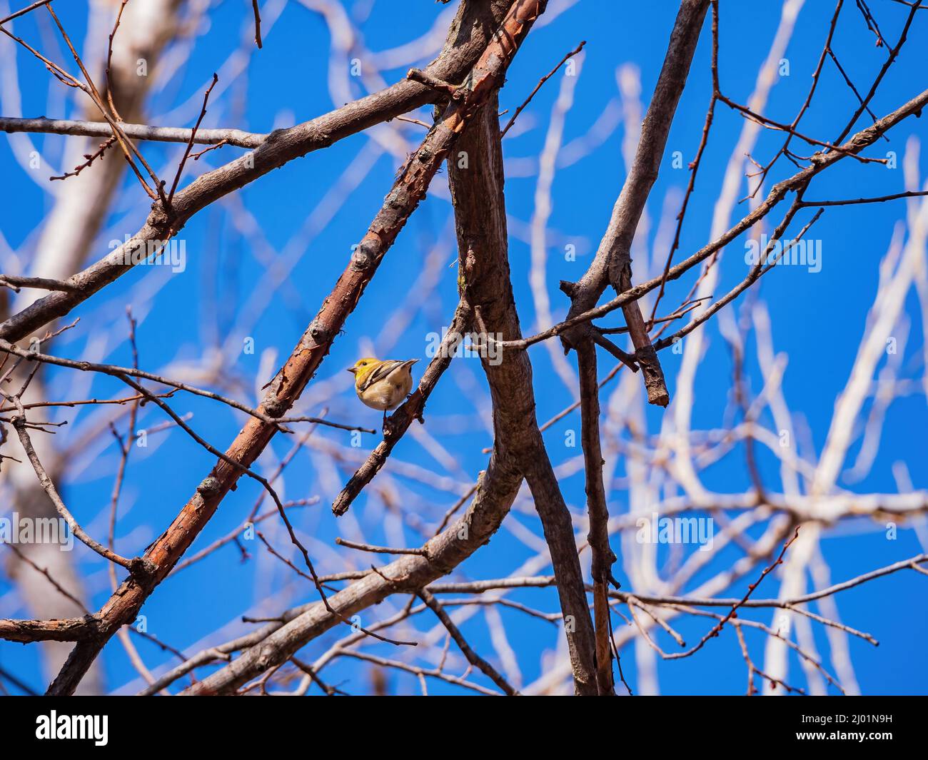 Primo piano di colpo di goldfinch americano che mangia su un albero in Oklahoma Foto Stock