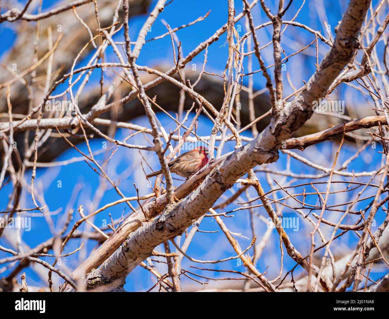 Primo piano di colpo di goldfinch americano che mangia su un albero in Oklahoma Foto Stock