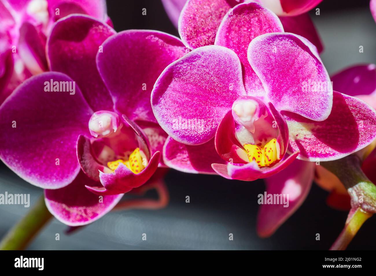 Dettaglio di vivaci orchidee rosa e gialla Foto Stock
