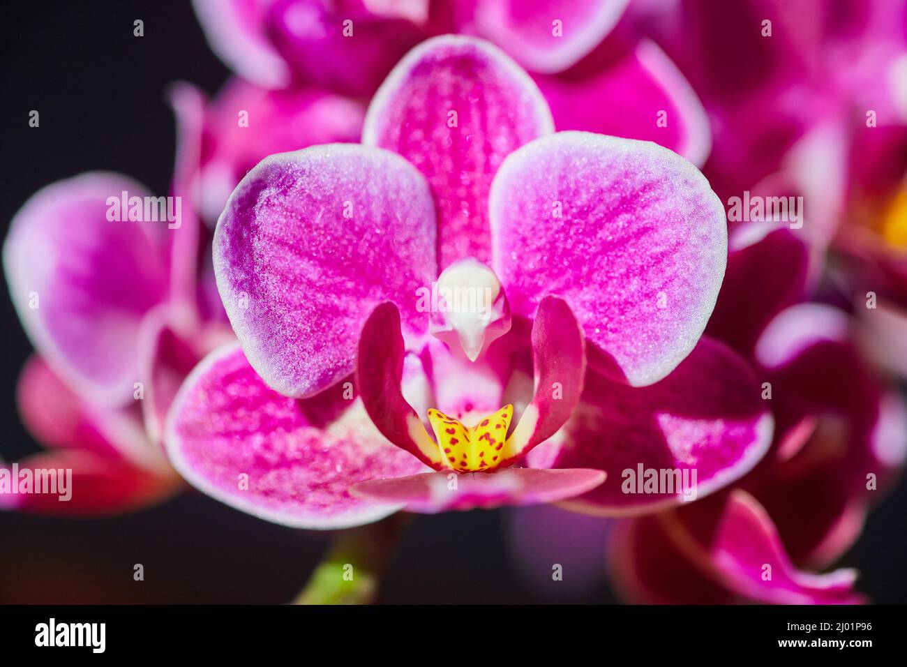 Particolare di orchidea rosa e gialla Foto Stock