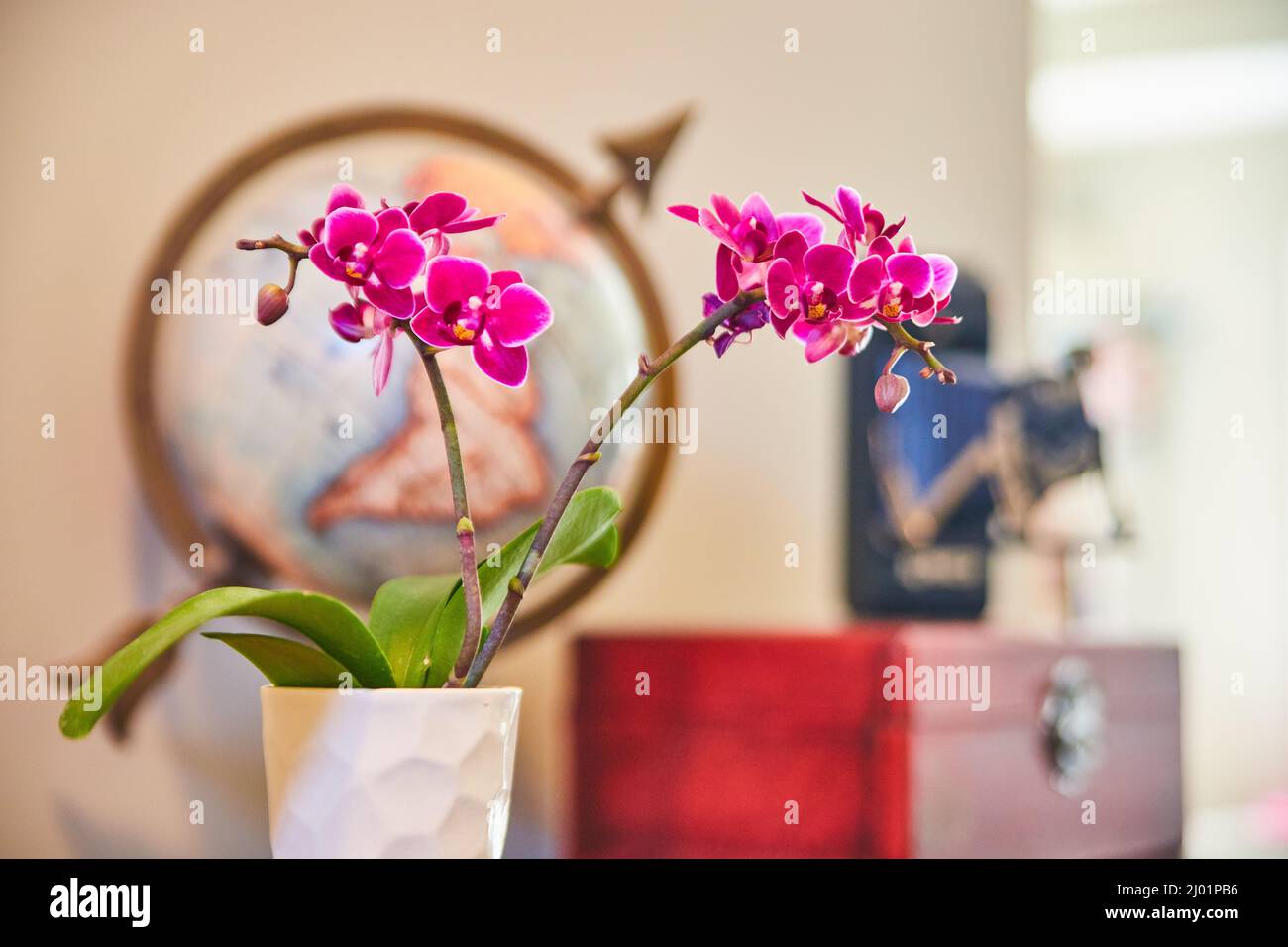 Vita morta di fiori rosa orchidee in casa con globo e macchina fotografica Foto Stock