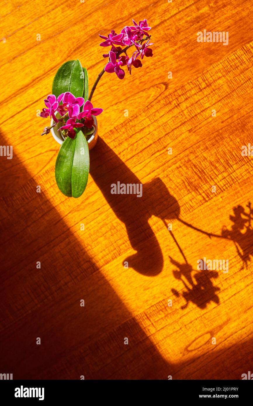 Orchidea su tavola di legno al sole con ombra piena Foto Stock