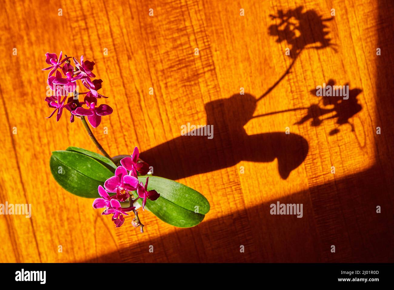 Orchidea dall'alto su un tavolo in legno con silhouette in ombra Foto Stock