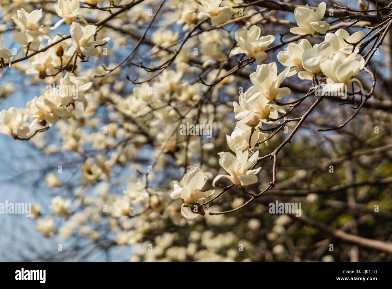 Vista ravvicinata della fioritura bianca di Michelia alba in primavera. Foto Stock