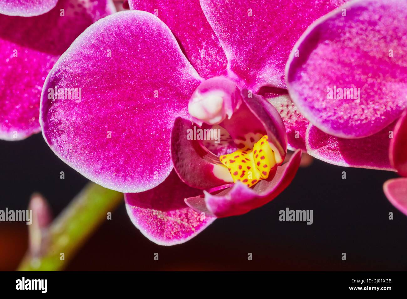 Particolare di petali rosa e centro giallo su fiore di orchidea Foto Stock