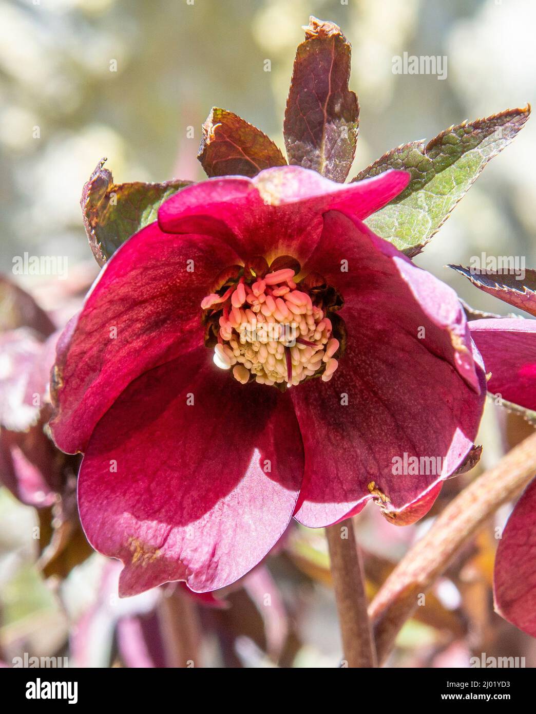Rosa di Natale (Helleborus niger) fiorita in giardino. Fiori neri in fiore di Hellebore. Foto Stock