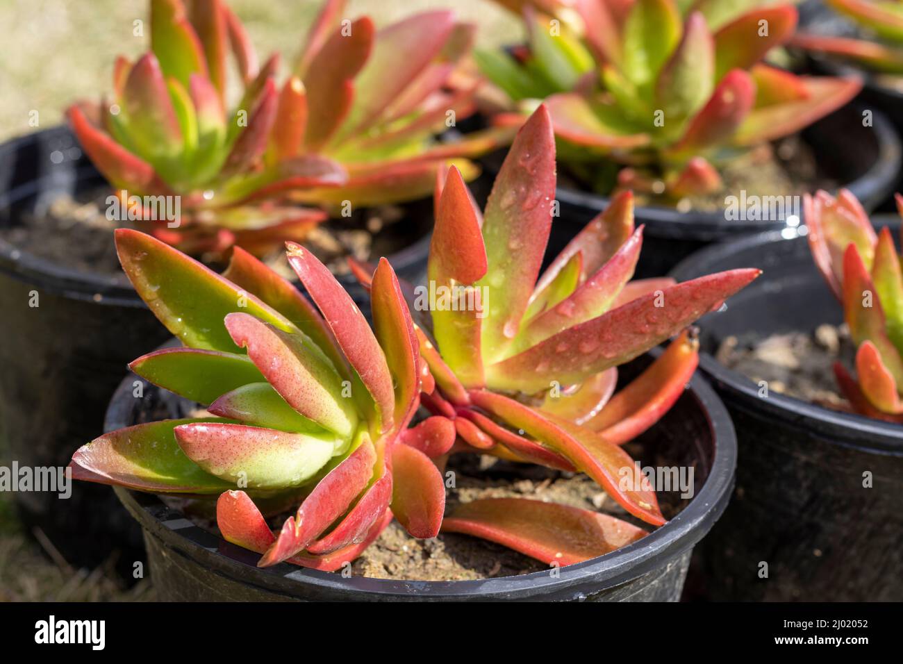 Crassula capitella Campfire piante in vaso Foto Stock