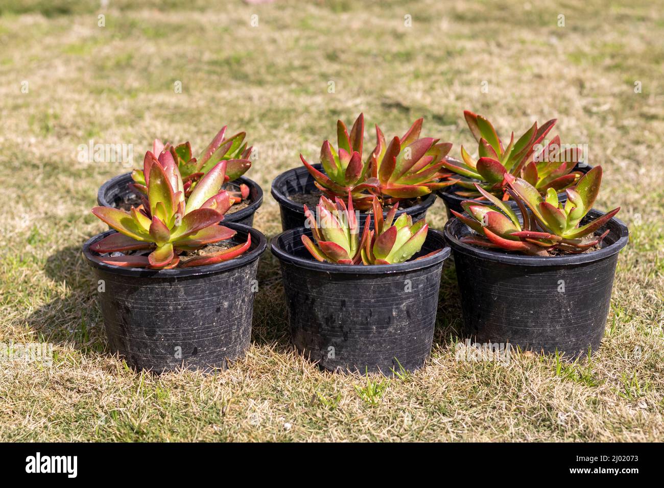 Crassula Campfire piccole piante che crescono in vasi di plastica Foto Stock