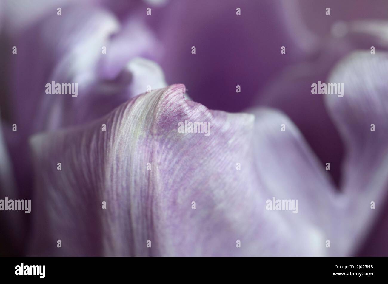 Tulipano fiore primo piano shot fuoco locale Foto Stock