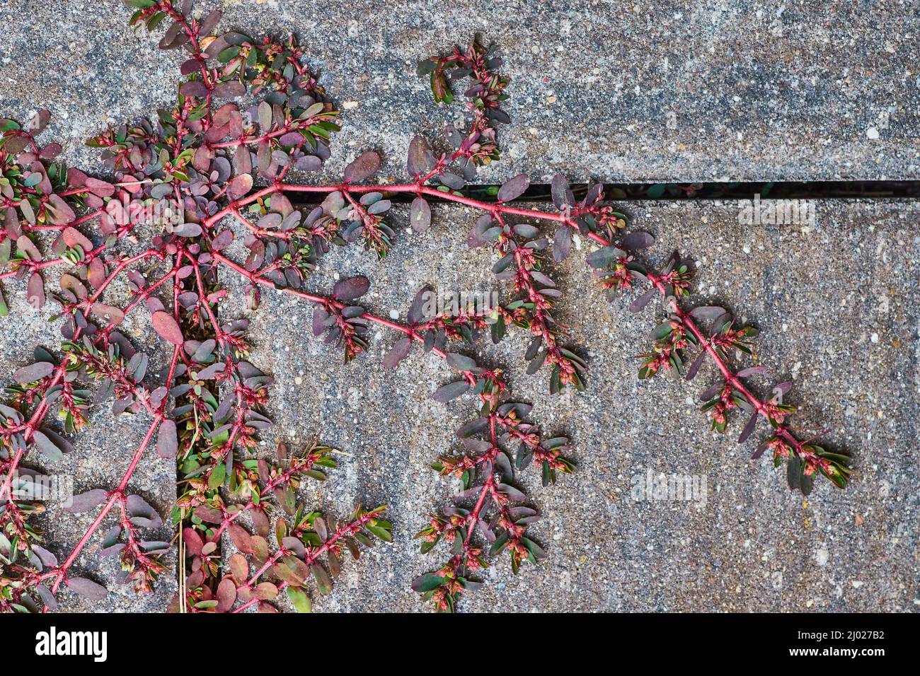 Pianta di erbaccia che cresce in crepe di piastrelle patio Foto Stock