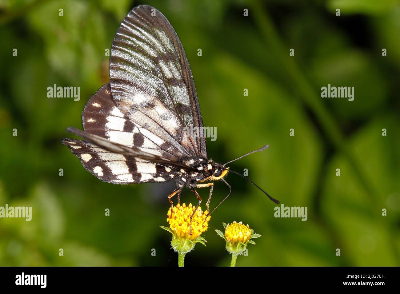Glasswing Butterfly, Acraea andromaca, mangiare fiore giallo. Conosciuta anche come piccola farfalla grassa e piccola farfalla grassa. Coffs Harbour, New South Wales, Foto Stock